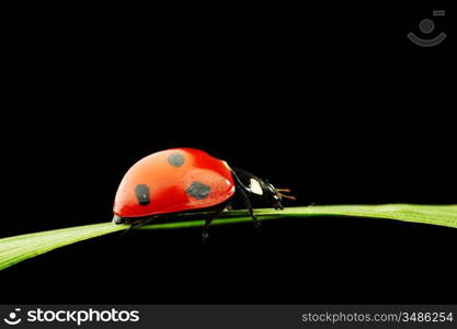 ladybug on grass isolated black background