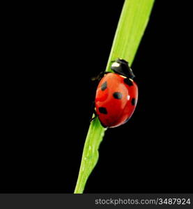 ladybug on grass isolated black background