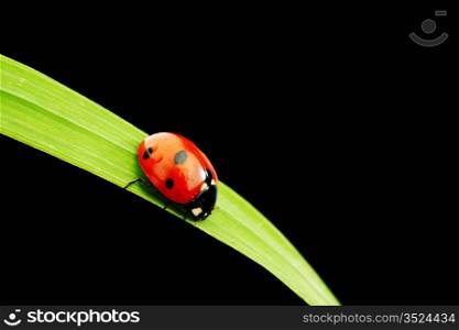 ladybug on grass isolated black background