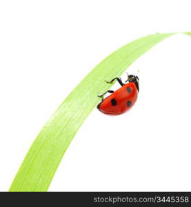 ladybug on grass isolated macro