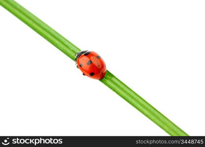 ladybug on grass isolated macro