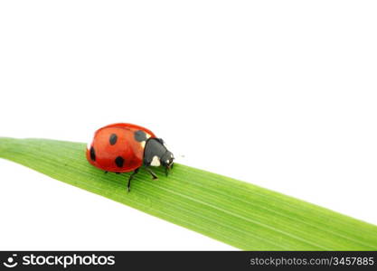 ladybug on grass isolated macro