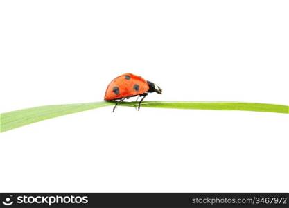 ladybug on grass isolated macro