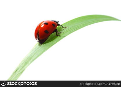 ladybug on grass isolated macro