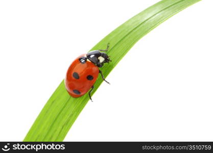 ladybug on grass isolated macro