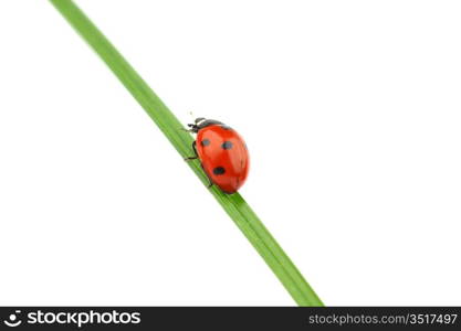 ladybug on grass isolated macro