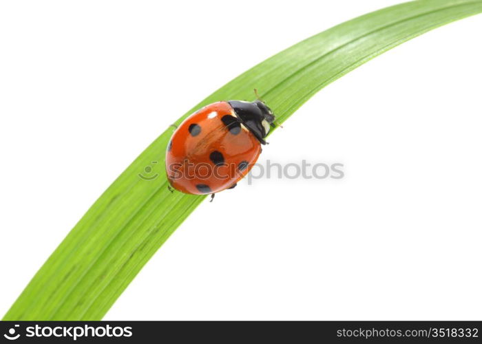 ladybug on grass isolated macro