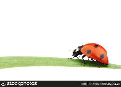 ladybug on grass isolated macro