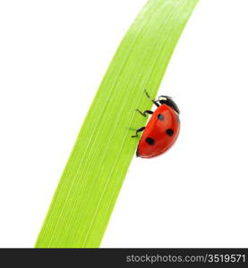 ladybug on grass isolated macro