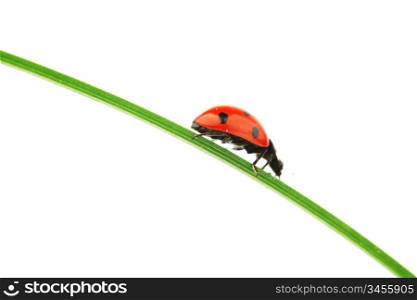 ladybug on grass isolated on white background