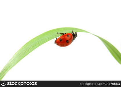 ladybug on grass isolated on white background