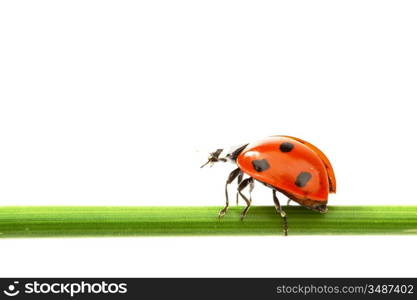 ladybug on grass isolated on white background