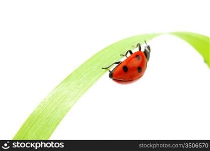 ladybug on grass isolated on white background