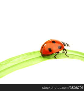 ladybug on grass isolated on white background