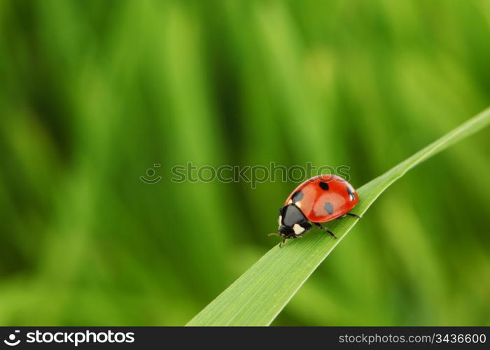 ladybug on grass nature background