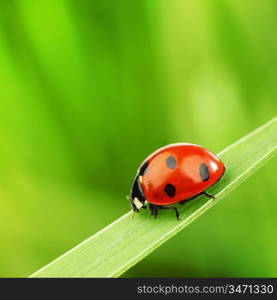 ladybug on grass nature background