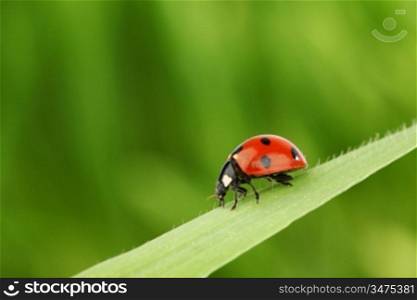 ladybug on grass nature background