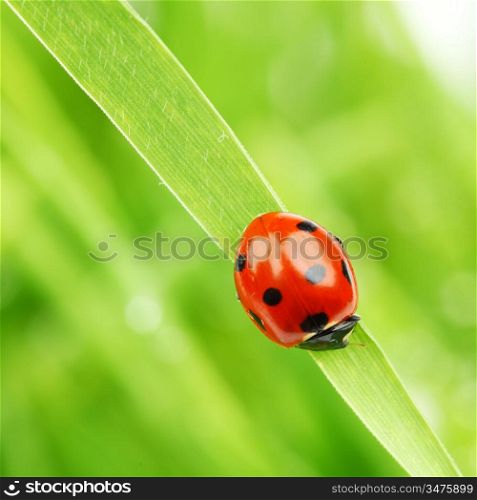 ladybug on grass nature background