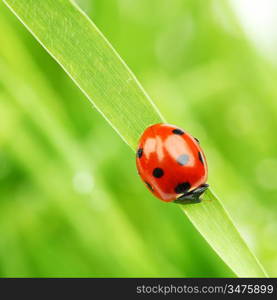 ladybug on grass nature background