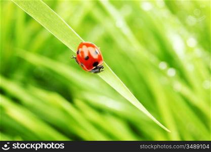 ladybug on grass nature background in waterdrops