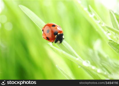 ladybug on grass nature background in waterdrops