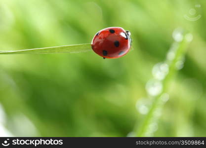 ladybug on grass nature background in waterdrops