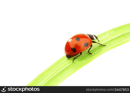 ladybug on green grass isolated white background