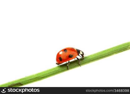 ladybug on green grass isolated white background