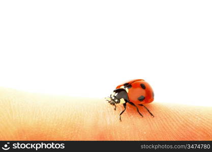 ladybug on green grass isolated white background