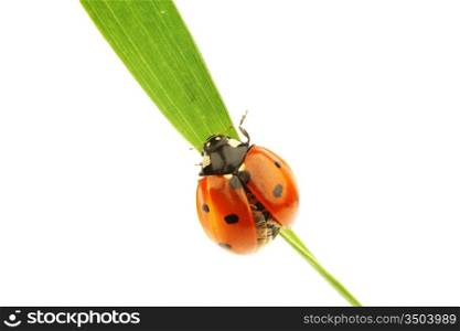 ladybug on green grass isolated white background