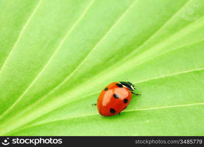 ladybug on leaf green background