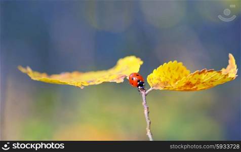 Ladybug on leaf in autumn time