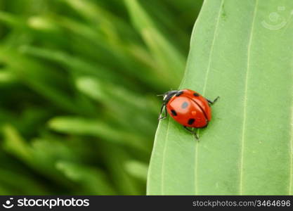 ladybug on leaf isolated on white