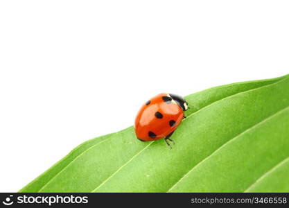 ladybug on leaf isolated on white