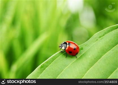 ladybug on leaf isolated on white