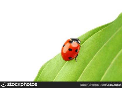 ladybug on leaf isolated on white background