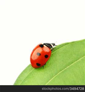ladybug on leaf isolated on white background