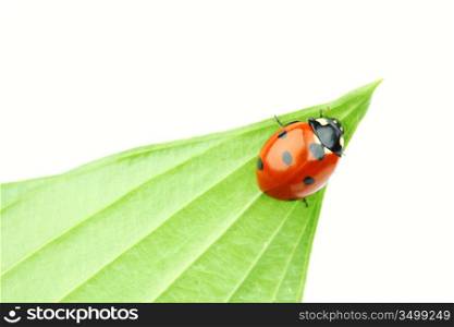 ladybug on leaf isolated on white background