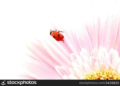 ladybug on pink flower isolated on white background