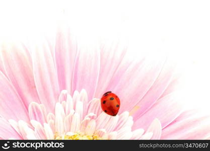 ladybug on pink flower isolated on white background