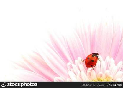ladybug on pink flower isolated on white background