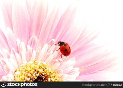 ladybug on pink flower isolated on white background