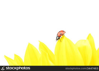 ladybug on sunflower isolated white background