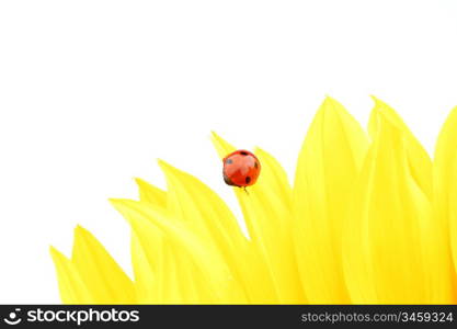 ladybug on sunflower isolated white background