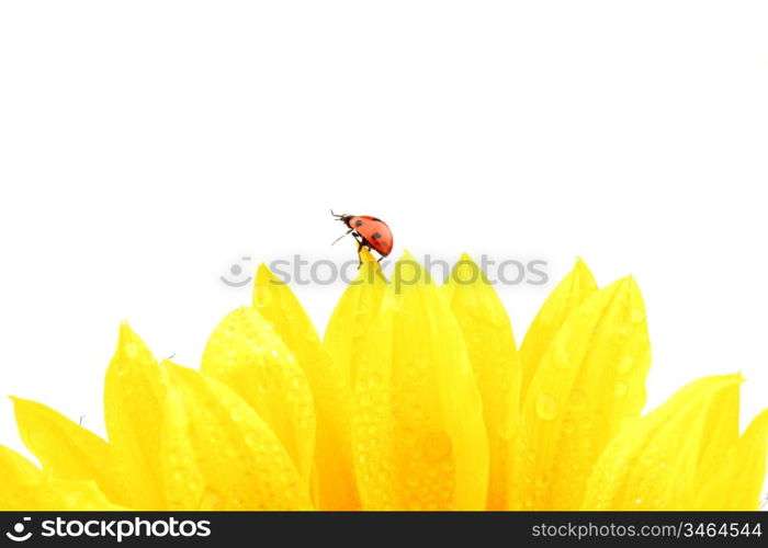 ladybug on sunflower isolated white background