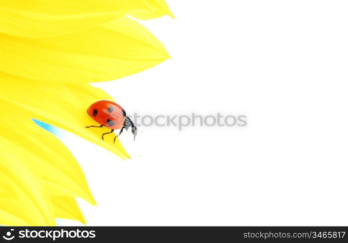 ladybug on sunflower isolated white background