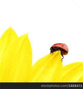 ladybug on sunflower isolated white background