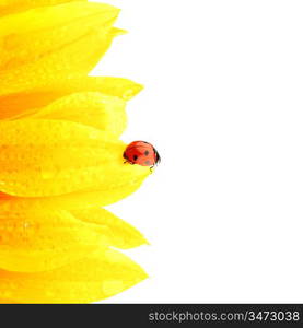 ladybug on sunflower isolated white background