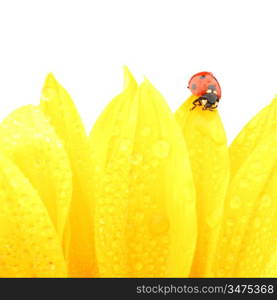 ladybug on sunflower isolated white background