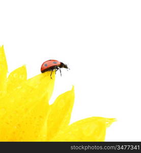 ladybug on sunflower isolated white background